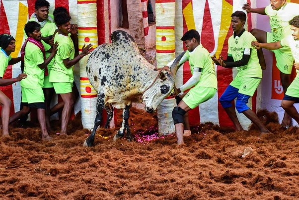 तमिलनाडु के मदुरई में आयोजित जल्लीकट्टू के दौरान एक बैल को बांधने का प्रयास करते प्रतिभागी