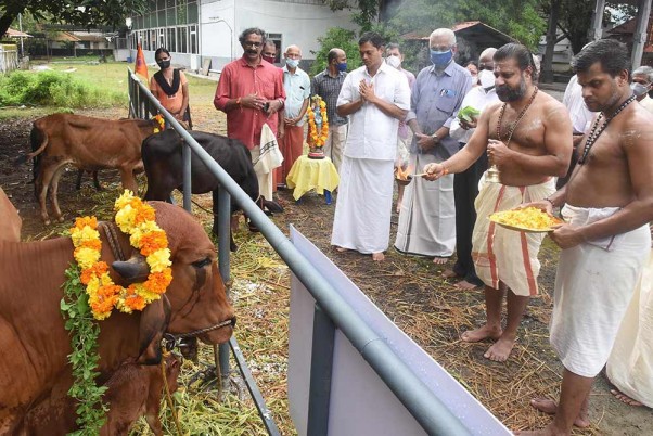 कोच्चि में श्री कृष्ण जयंती समारोह के अवसर पर कलूर पावक्कुलम मंदिर में 'गोपूजा' करते पुजारी