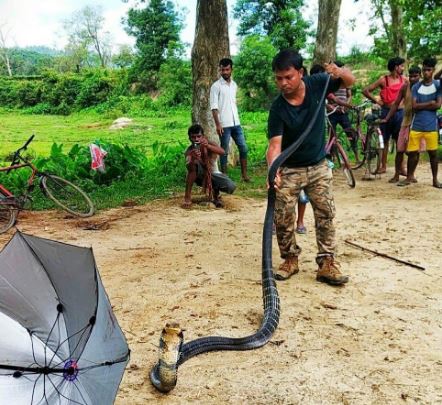 असम के नागौन जिले के जियाजुरी चाय बागान में पकड़ा गया 14 फीट लंबा किंग कोबरा