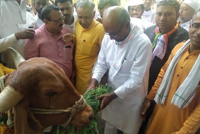 गायत्री मंदिर में पूजा अर्चना के बाद भोपाल लोकसभा सीट से कांग्रेस के उम्मीदवार दिग्विजय सिंह ने गायों को खिलाया चारा