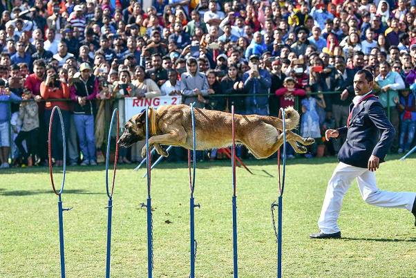 जमशेदपुर के जेआरडी टाटा स्पोर्ट्स कॉम्प्लेक्स में 70 वें डॉग शो चैंपियनशिप का दृश्य
