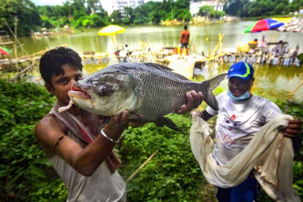 अगरतला के कोलाज झील में मछली पकड़ने के मौसम की शुरुआती