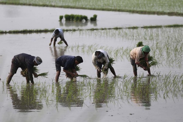 जम्मू से लगभग 35 किमी दूर भारत-पाकिस्तान सीमा स्थित अरनिया सेक्टर के एक गांव में खेतों में धान बोते किसान