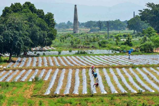 रांची में गुमला राष्ट्रीय राजमार्ग क्षेत्र के पास तरबूज के खेतों में काम करते किसान