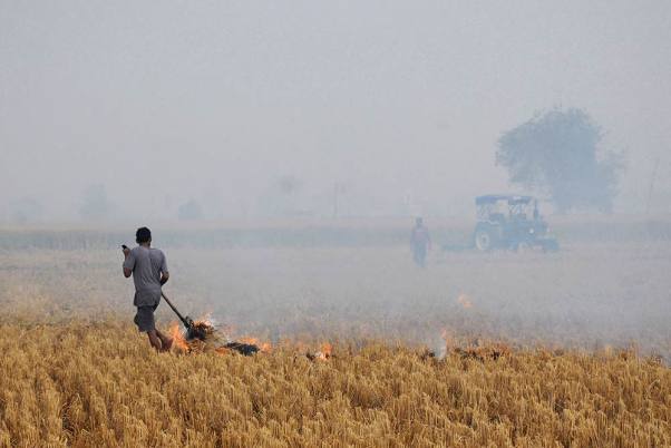 अमृतसर के बाहरी इलाके में पराली जलाता किसान