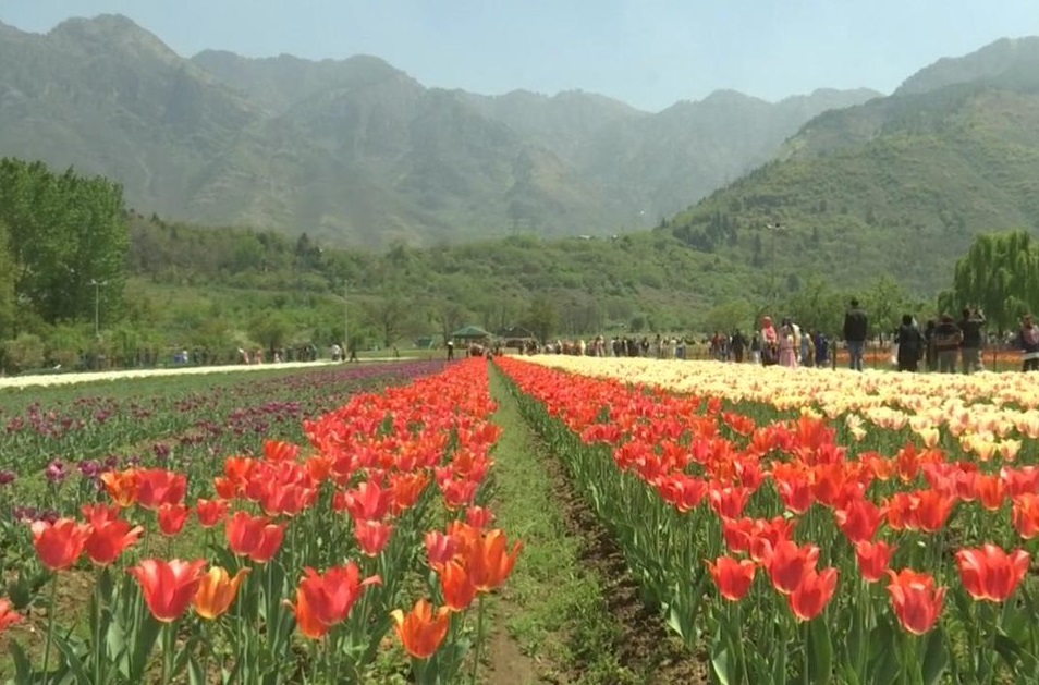 श्रीनगर: एशिया का सबसे बड़ा ट्यूलिप गार्डन का नजारा