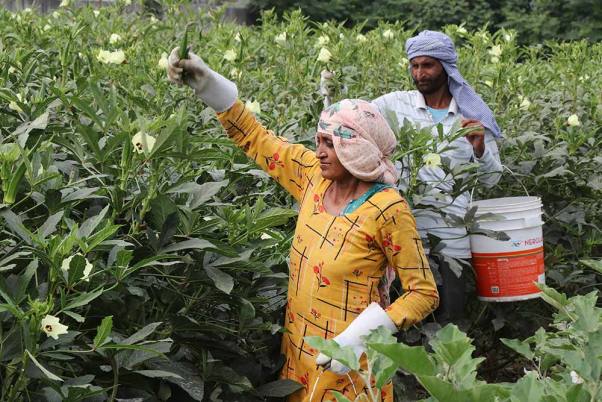 जम्मू के बाहरी इलाके में एक खेत मेंभिंडी की फसल काटते किसान