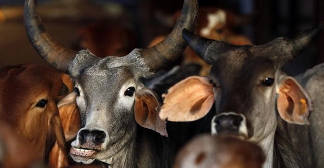 भाजपा नेता का बयान, ‘पार्टी सत्ता में आई तो मेघालय में गो मांस होगा सस्ता’