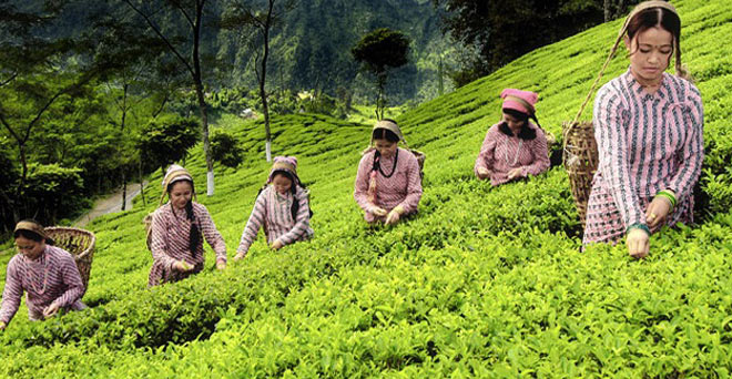 शराब की जगह चाय के उत्पादन से बदल गई गांव की तस्वीर