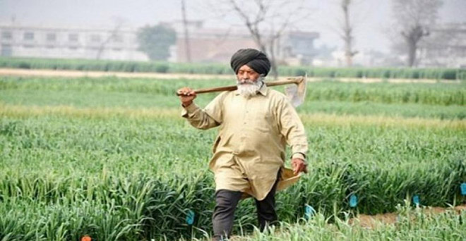 गेहूं की बुआई 10 फीसदी बढ़ी, रबी फसलों का कुल रकबा साढ़े छह फीसदी ज्यादा