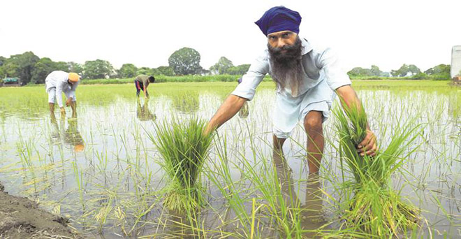 किसानों को फसलों के भाव एमएसपी से डेढ़ गुना मिलें — वित्त मंत्री