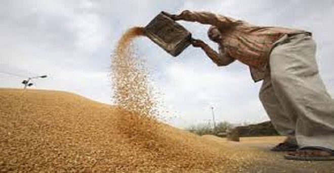 राजस्थान के किसान समर्थन मूल्य से नीचे गेहूं बेचने को मजबूर, देशभर में खरीद 110 लाख टन के पार