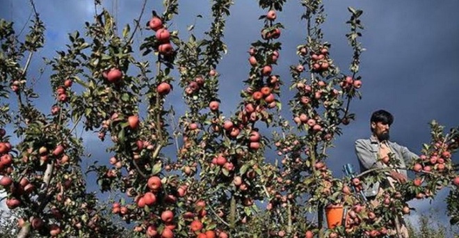 पहले लॉकडाउन, फिर बर्फबारी और अब महामारी ने तोड़ दी कश्मीरी सेब किसानों की कमर