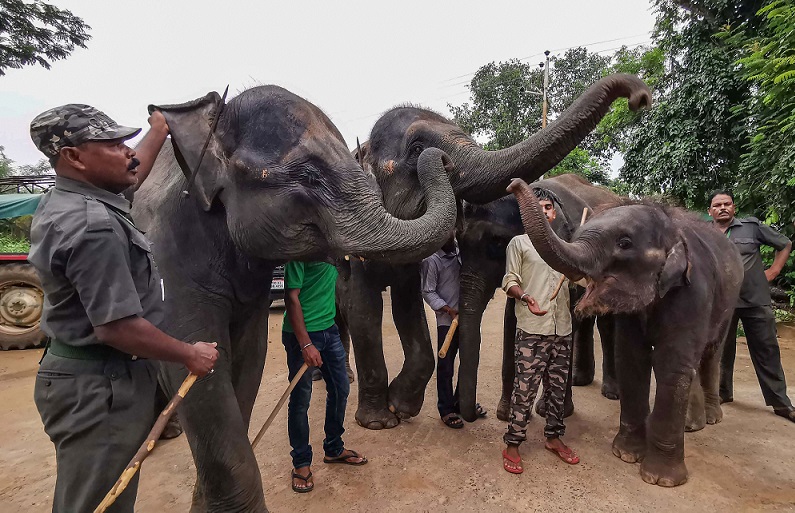 भुवनेश्वर  के नंदनकानन जूलॉजिकल पार्क में विश्व हाथी दिवस के दिन हाथियों को फल खिलाते वन अधिकारी
