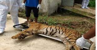 रांची के चिड़ियाघर में बाघ की मौत के बाद दहशत, 11 और शेर-बाघ के नमूने टेस्‍ट के लिए बरेली भेजे गये