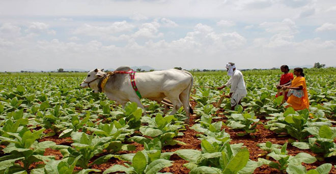 तम्बाकू किसान अन्य फसलों की खेती को दे रहे हैं प्राथमिकता