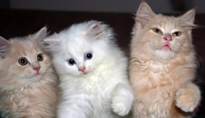 कोरोना वायरस की चपेट में अब पालतू जानवर, न्यूयॉर्क में दो बिल्लियां संक्रमित