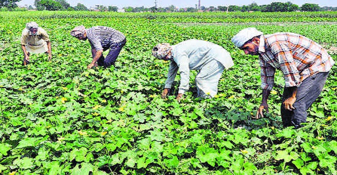 उत्तर प्रदेश कांग्रेस का किसान जनजागरण अभियान शुरू, भाजपा ने किसानों को हर मोर्चे पर छला : प्रियंका