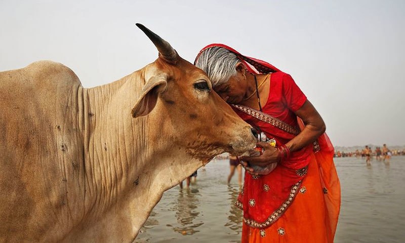 मौलाना अरशद मदनी की मांग, गाय को राष्ट्रीय पशु घोषित करे सरकार