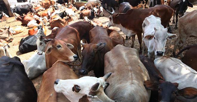 पशु बिक्री बैन पर कांग्रेस ने कहा- गायों की बजाए मनुष्यों के जीवन को महत्व दे केंद्र सरकार