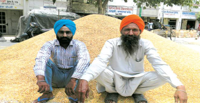 एमएसपी से 200 रुपये नीचे मक्का बेचने पर मजबूर हैं किसान