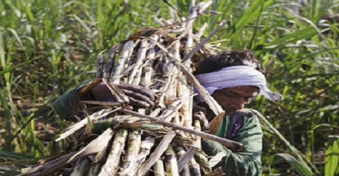 यूपी: गन्ना किसानों के जख्मों पर मरहम लगाने की कवायद, 30 नवंबर बकाया भुगतान की डेडलाइन
