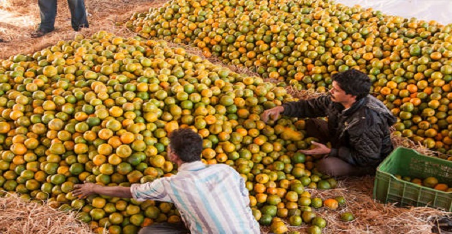 संतरे का निर्यात बढ़ाने के लिए नागपुर को ऑरेंज क्लस्टर बनायेगा एपीडा