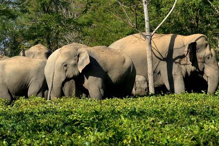झारखंड: लातेहार में एक ही परिवार के तीन सदस्‍यों को हाथियों के झुंड ने मार डाला, कोडरमा में भी ली एक की जान