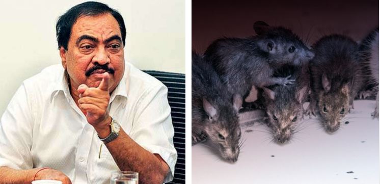 महाराष्ट्र के BJP नेता का अपनी ही सरकार से सवाल, पूछा- 7 दिन में कैसे मार डाले 3 लाख चूहे