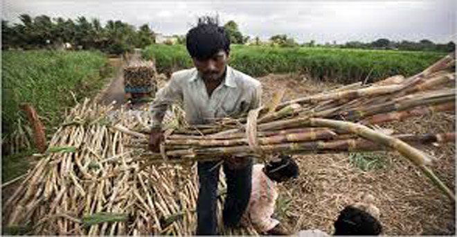 महाराष्ट्र में दूसरे चरण के चुनाव में गन्ना किसानों की नाराजगी पड़ेगी भारी