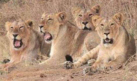 हर दिन शेरों के मारे जाने को बर्दाश्त नहीं कर सकते: गुजरात हाई कोर्ट ने रेलवे से कहा