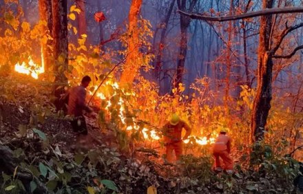 उत्तराखंड के जंगलों में आग: कोर्ट ने राज्य सरकार को फटकारा, कहा- वन अधिकारी चुनावी ड्यूटी पर क्यों हैं?