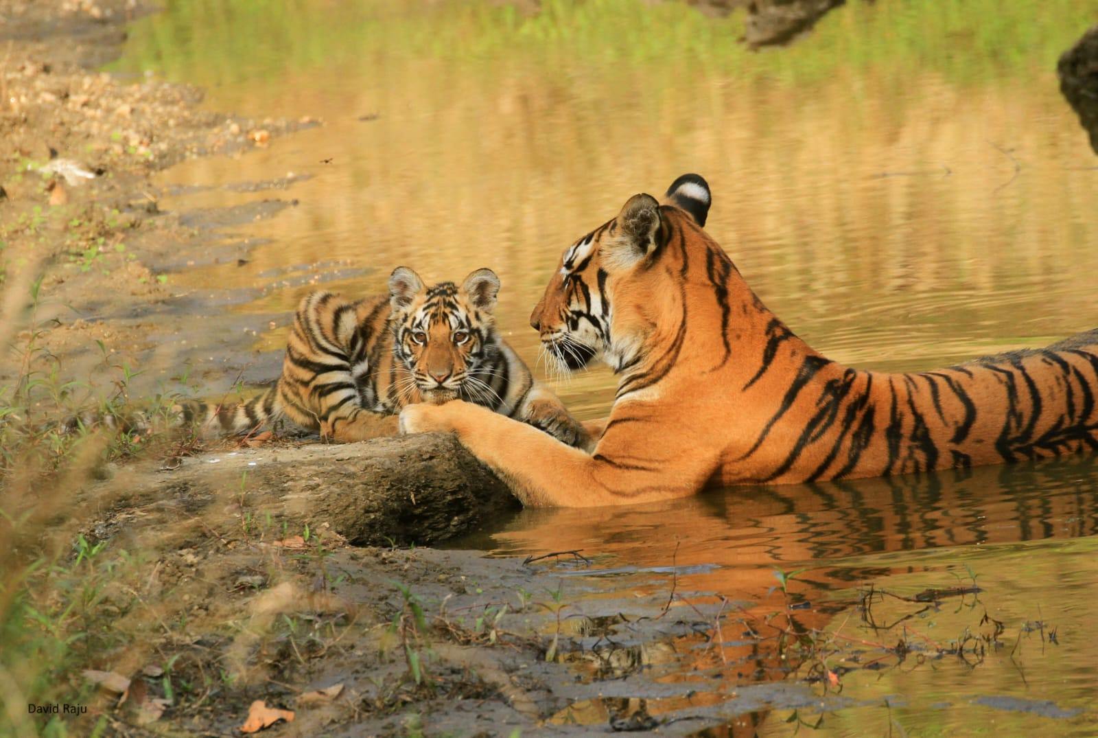 मुख्यमंत्री डॉ. यादव ने अंतर्राष्ट्रीय बाघ दिवस पर दी बधाई