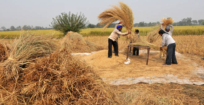 बासमती चावल के भाव 10 फीसदी तेज, किसानों को नहीं मिला तेजी का लाभ