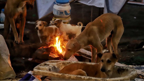 सुप्रीम कोर्ट में सरकार, एनजीओ के बीच जोरदार बहस! क्या कुत्तों के हटाने पर लगेगी रोक?