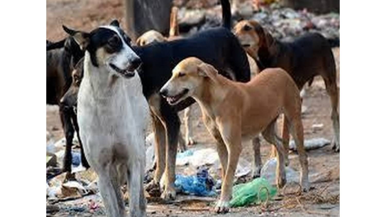 सुप्रीम कोर्ट के आदेश के बाद दिल्ली में आवारा कुत्तों की नसबंदी और टीकाकरण अभियान शुरू
