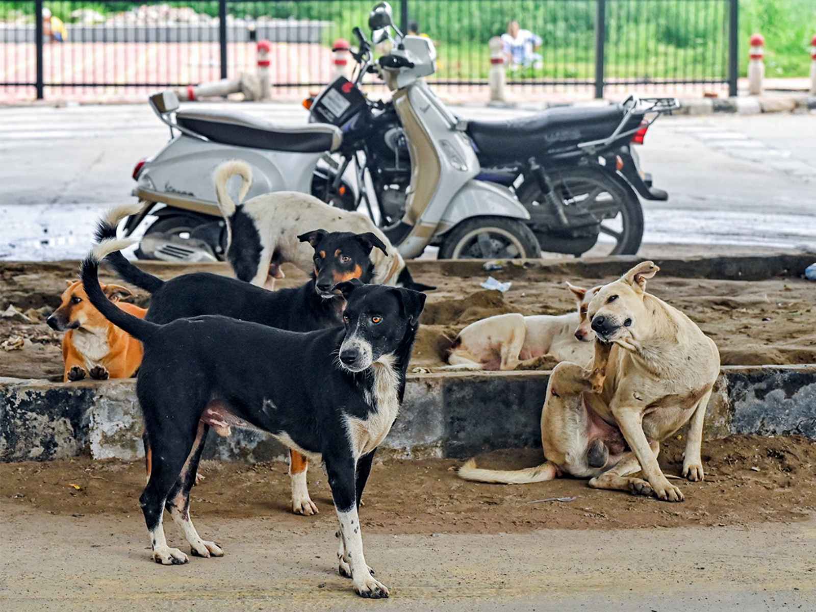 शिक्षकों से कुत्तों की गिनती कराने का दावा झूठा, दिल्ली पुलिस ने दर्ज की FIR