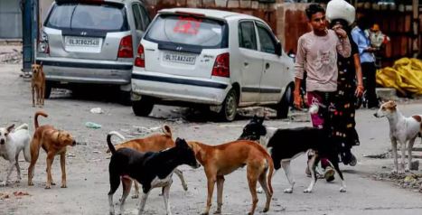 आवारा कुत्तों का मुद्दा: सरकार ने ‘आप’ पर लगाया गलत सूचना फैलाने का आरोप, प्राथमिकी दर्ज