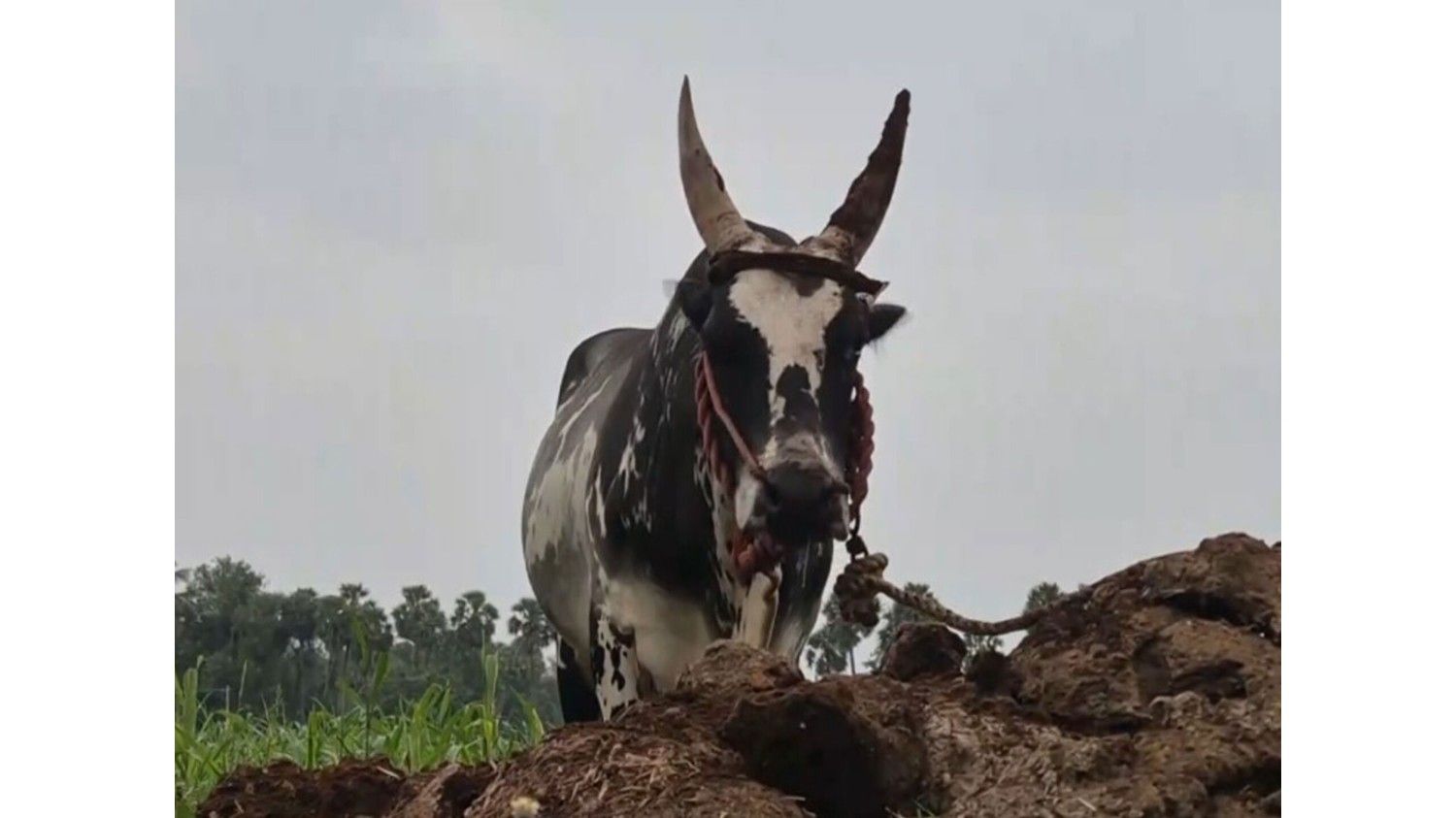 तमिलनाडु  : वेल्लोर में पोंगल उत्सव के दौरान बैल दौड़ में एक बुजुर्ग व्यक्ति की मौत, 27 लोग घायल