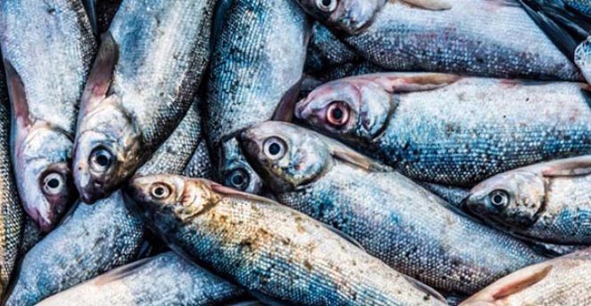 भारत मछली उत्पादन में दूसरे स्थान पर