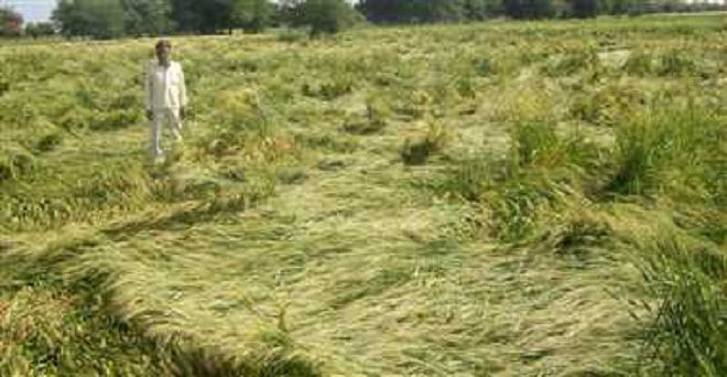 उत्तर भारत के मैदानी राज्यों में फिर हुई बेमौसम बारिश ने फसलों को पहुंचाया नुकसान