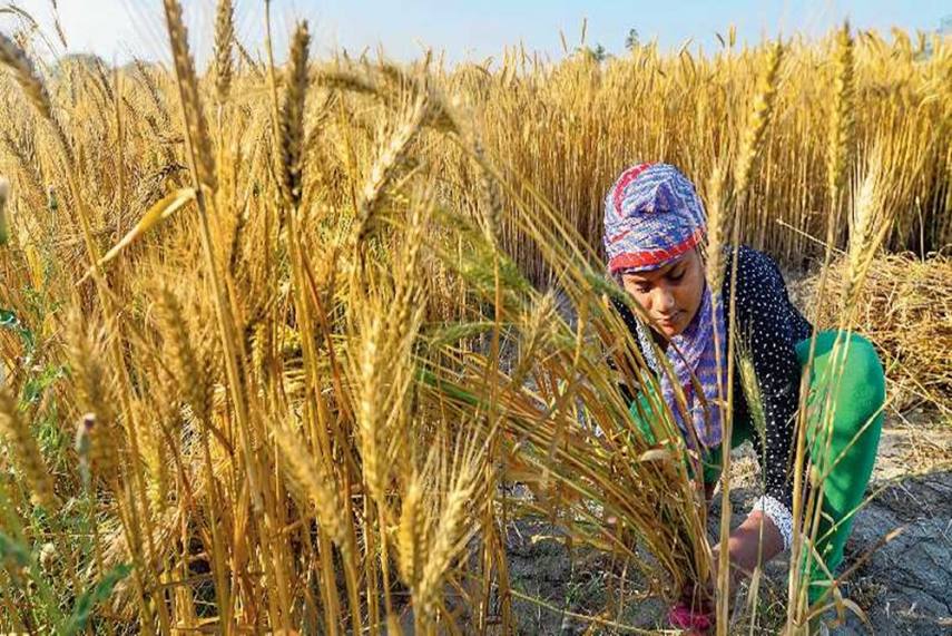 किसान आंदोलन के बीच गेहूं-सरसों समेत 6 रबी फसलों की MSP में मोदी सरकार ने किया इजाफा, तोहफे से दूर होगी अन्नदाताओं की नाराजगी?