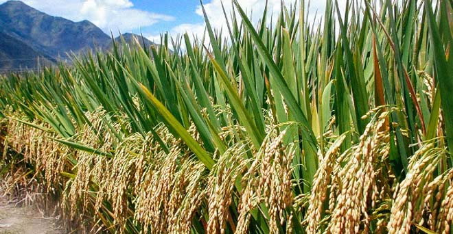 चावल के निर्यात सौदों में कमी, मध्य सितंबर के बाद मांग बढ़ने की उम्मीद