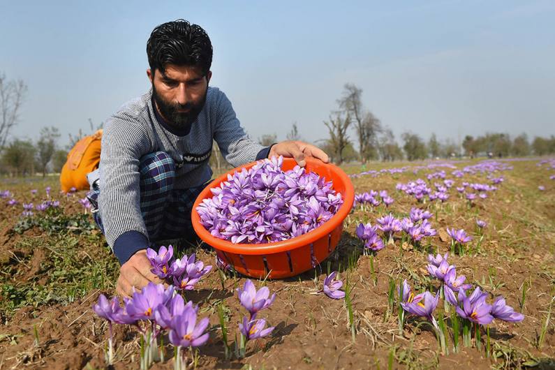 कश्मीर घाटी के करेवा में खिले केसर के फूलों का अद्भुत नजारा