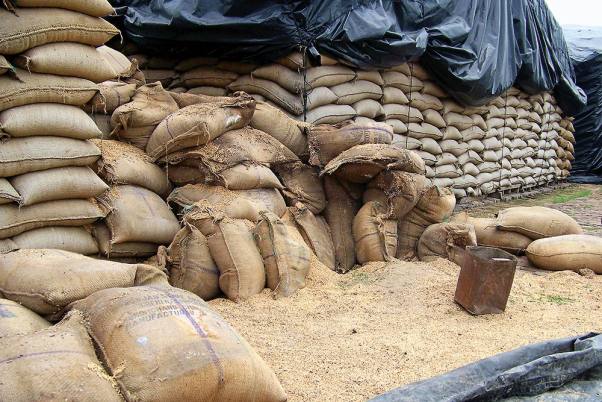 हरियाणा की मंडियों में गेहूं की बाढ़, दो हफ्ते में आवक 50 लाख टन के पार, दो दिन के लिए खरीद की बंद