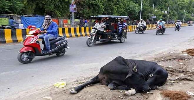 गुजरात के गोधरा में गायों को बचाने गई पुलिस टीम पर भीड़ ने किया हमला