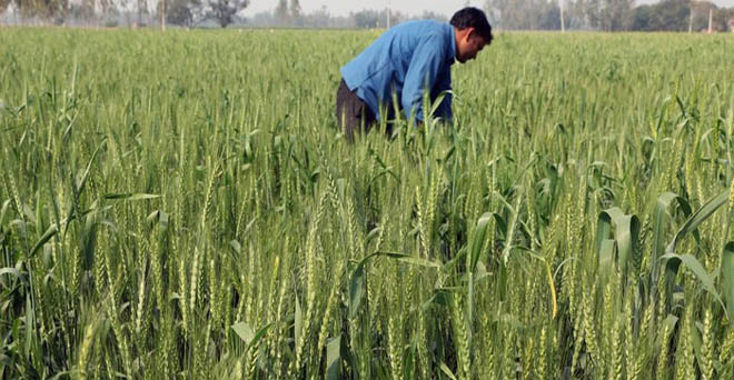 राजस्थान में गेहूं का उत्पादन 6.78 फीसदी घटने का अनुमान
