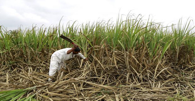 गन्ना किसान मुश्किल में, मिलों पर बकाया रिकार्ड 20,000 करोड़ पहुंचने का अनुमान