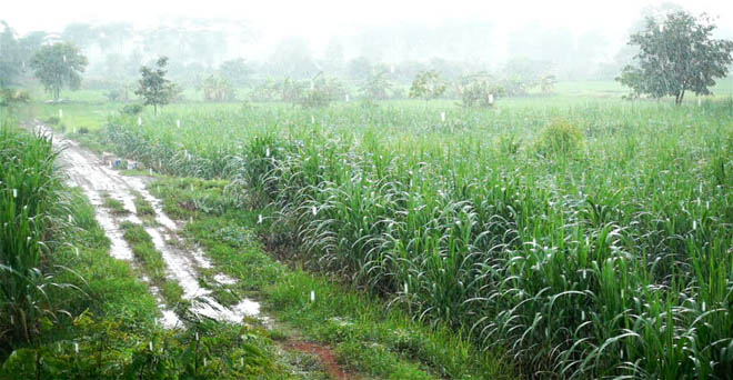 बेमौसम बारिश से फसलों को नुकसान की आशंका, उत्तर भारत में तेज बारिश का अनुमान