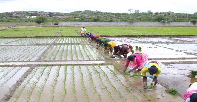 मानसून से पहले की बारिश से खरीफ फसलों की बुवाई शुरू, धान का रकबा 27 फीसदी ज्यादा
